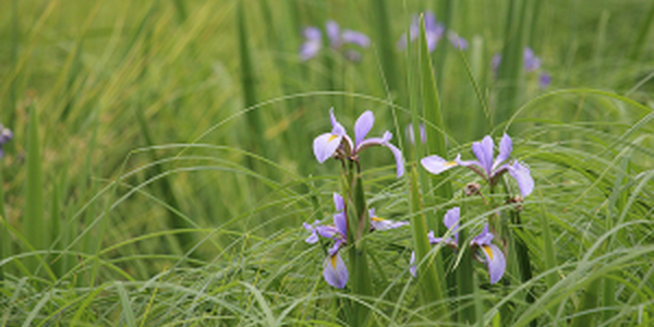 wildflowers in bioswales